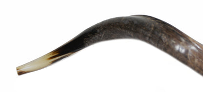 Shofar De Chifre Antílope + Capa + Livro #m0