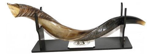 Shofar De Chifre Antílope + Brindes - De Israel #